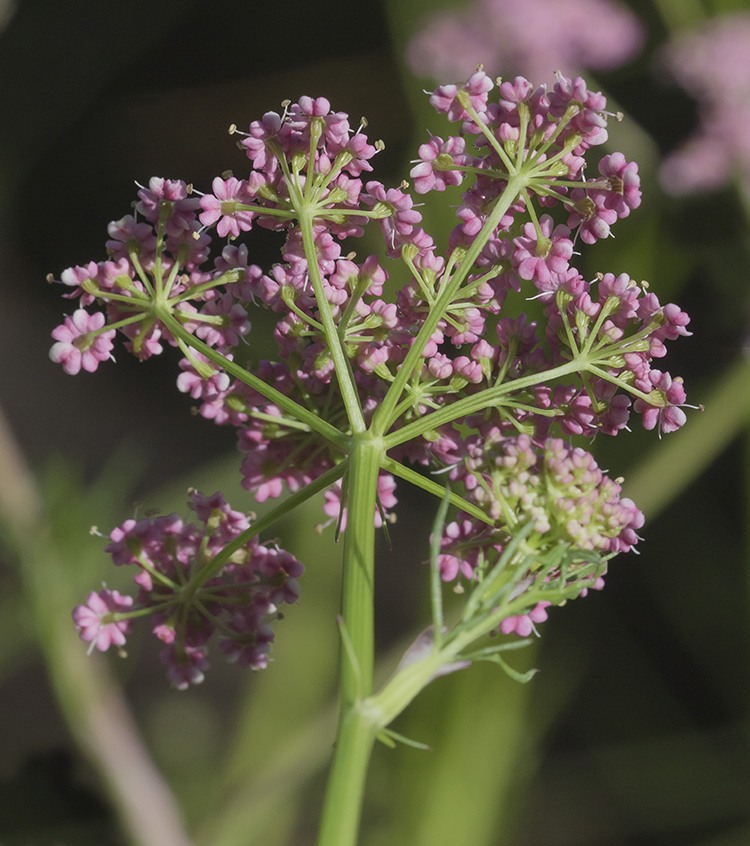 Image of Pimpinella rhodantha specimen.