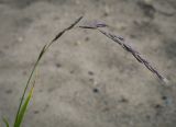 familia Poaceae