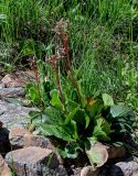 Bergenia crassifolia