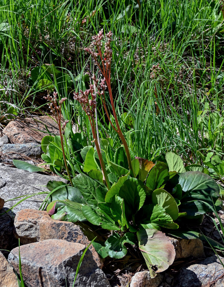 Image of Bergenia crassifolia specimen.