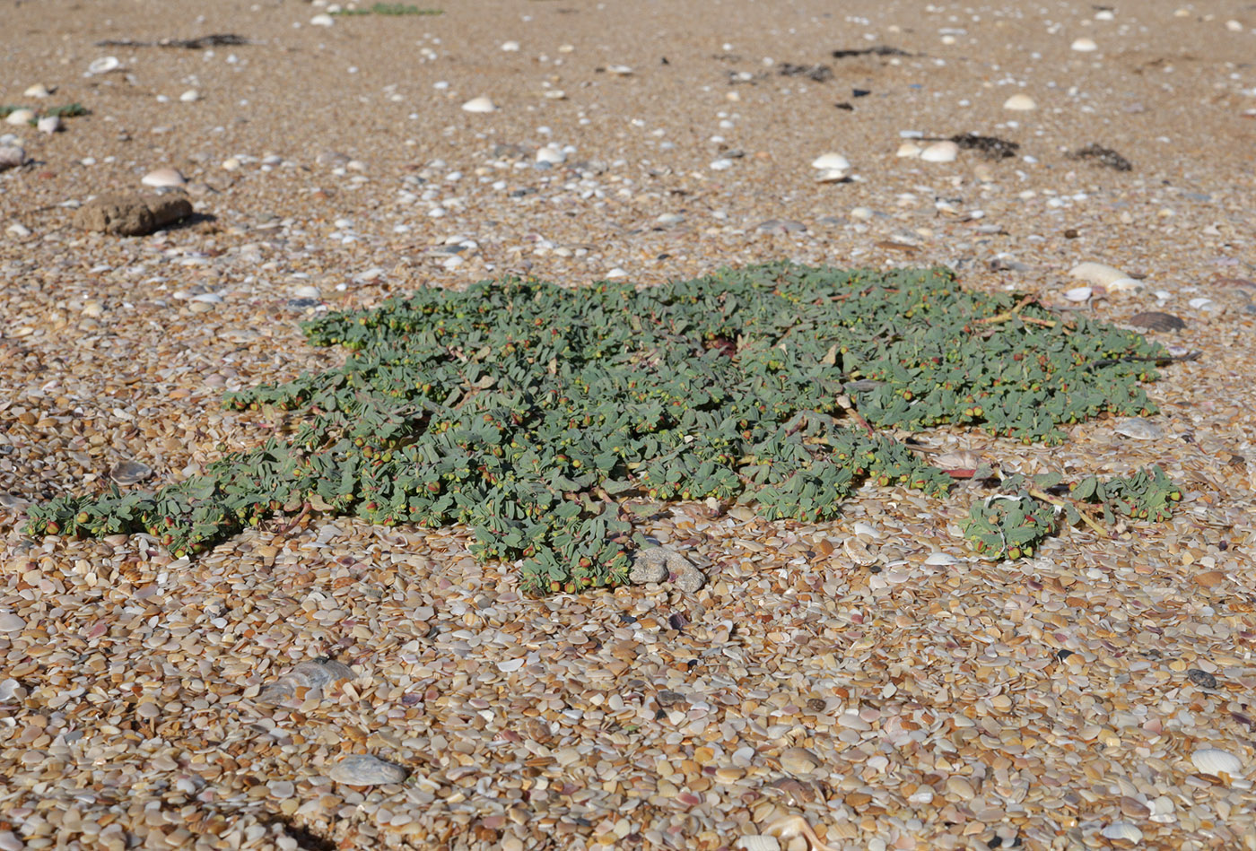 Image of Euphorbia peplis specimen.