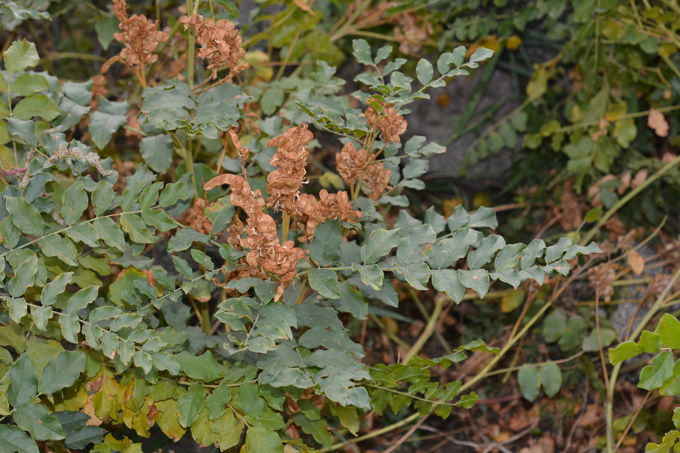 Изображение особи Glycyrrhiza soongorica.