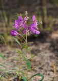 Chamaenerion angustifolium