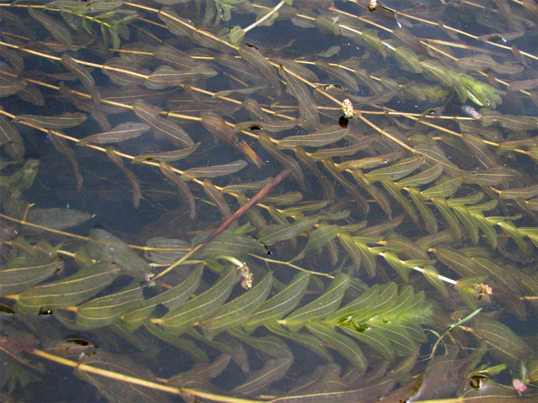 Изображение особи Potamogeton perfoliatus.