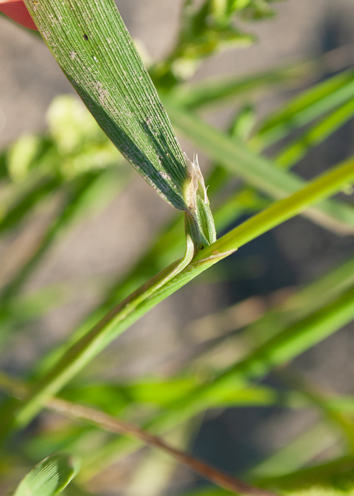 Image of genus Beckmannia specimen.