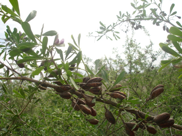 Image of Halimodendron halodendron specimen.