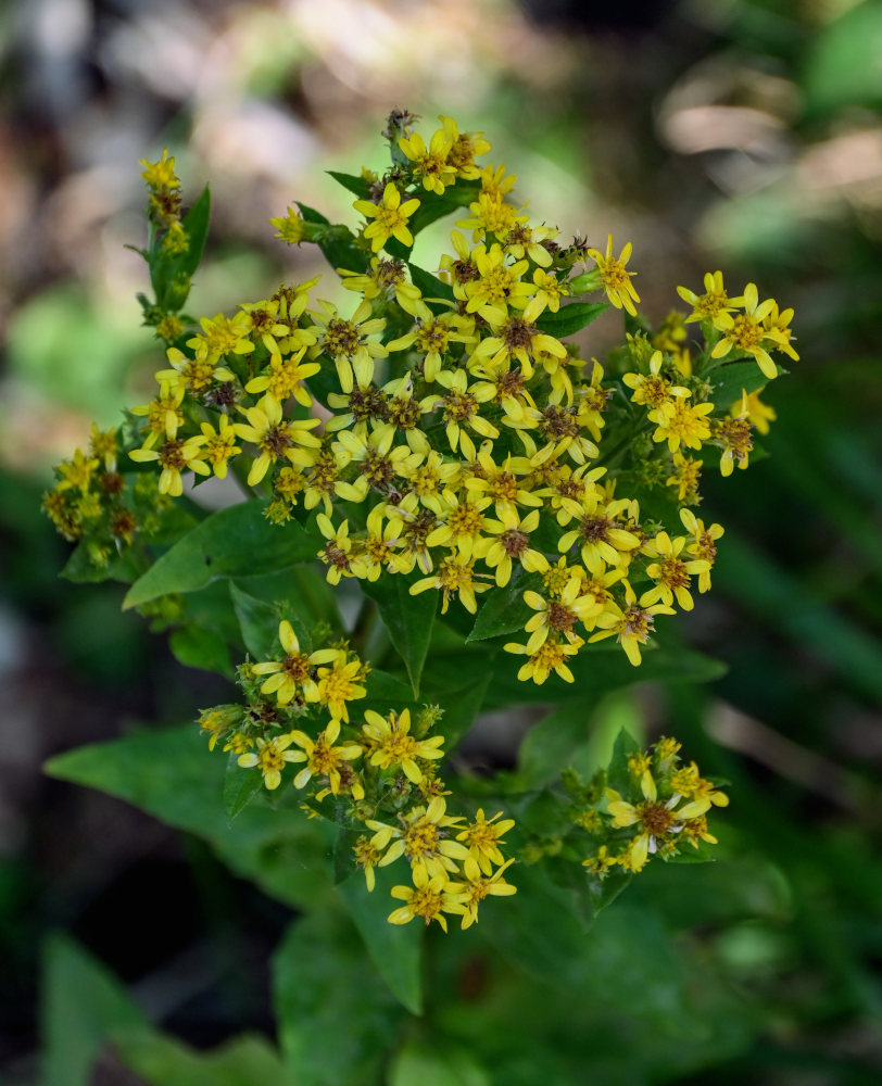 Image of Solidago virgaurea ssp. dahurica specimen.