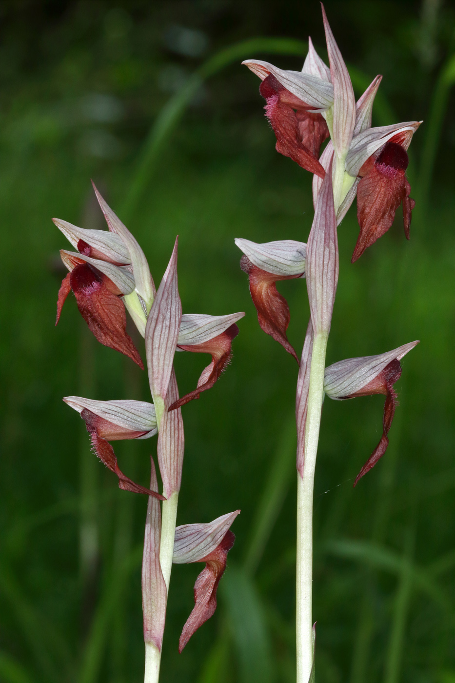Image of Serapias orientalis ssp. feldwegiana specimen.