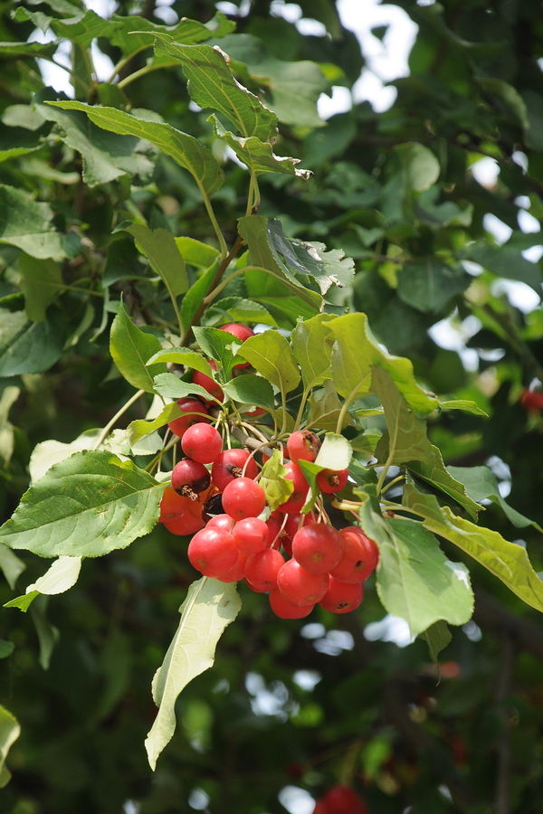 Изображение особи Malus baccata.