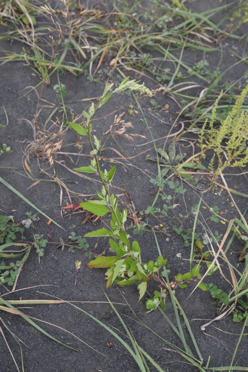 Image of Chenopodium album specimen.