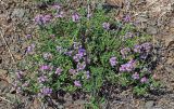 genus Thymus