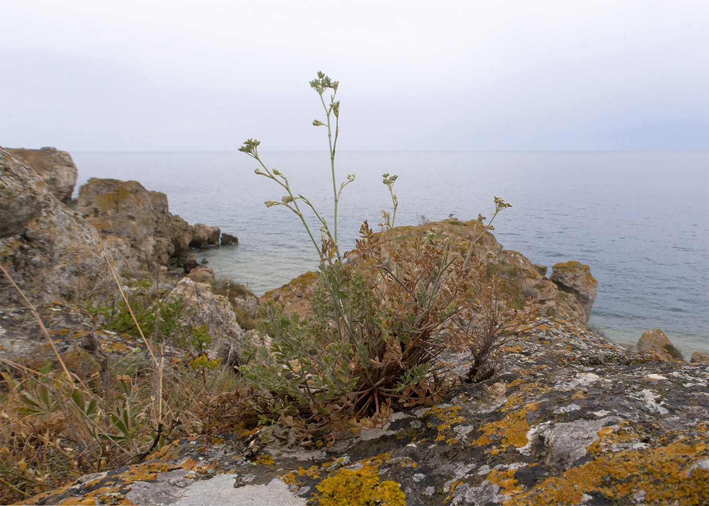 Изображение особи Pimpinella tragium.