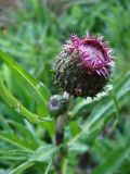 Cirsium heterophyllum