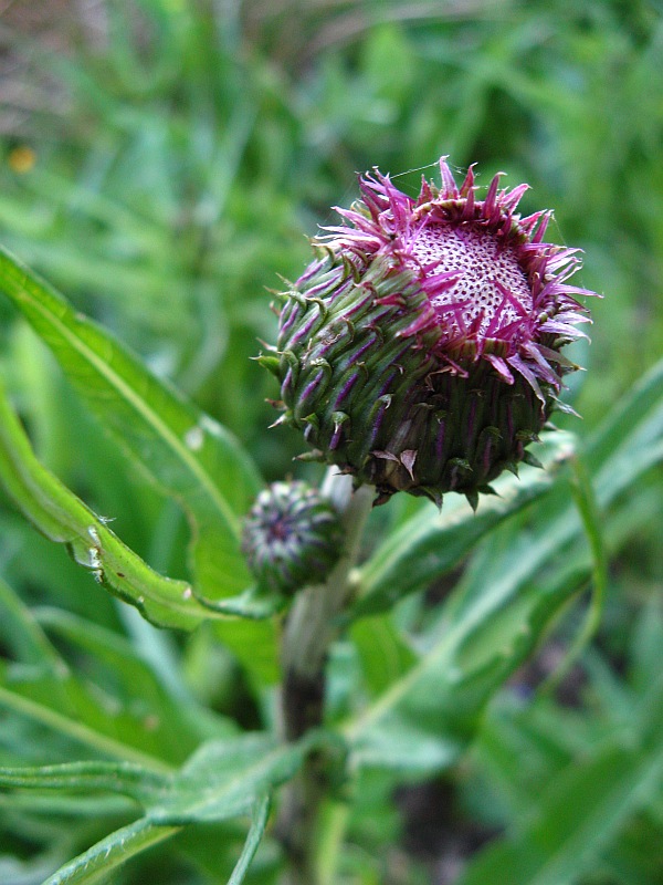 Изображение особи Cirsium heterophyllum.