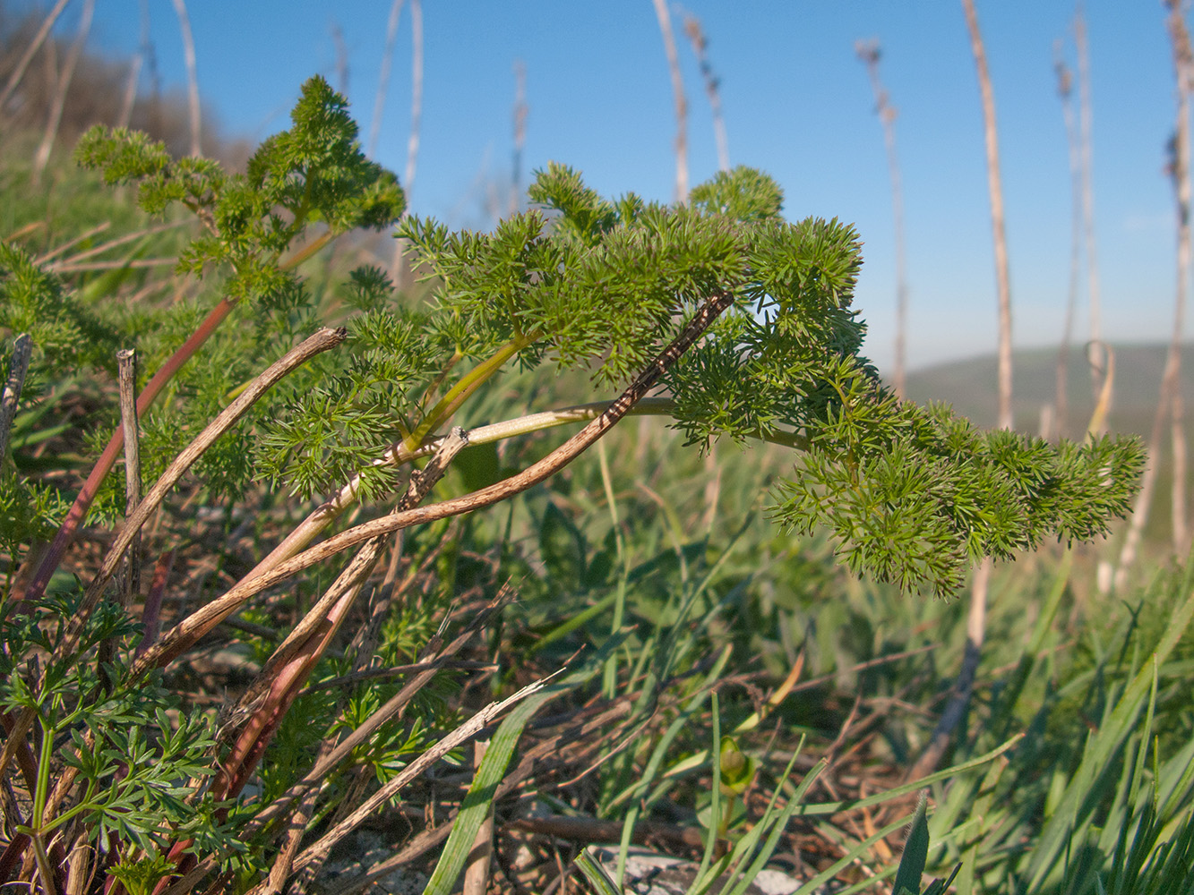 Image of Ferulago galbanifera specimen.