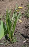 Tulipa sylvestris