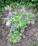 Pulsatilla dahurica