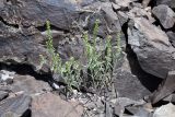 Alyssum turkestanicum variety desertorum. Плодоносящее растение. Казахстан, Алматинская обл., Илийский р-н, правый борт долины (каньона) р. Курты, каменистый склон. 29 апреля 2024 г.