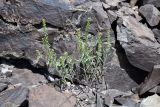 Alyssum turkestanicum var. desertorum