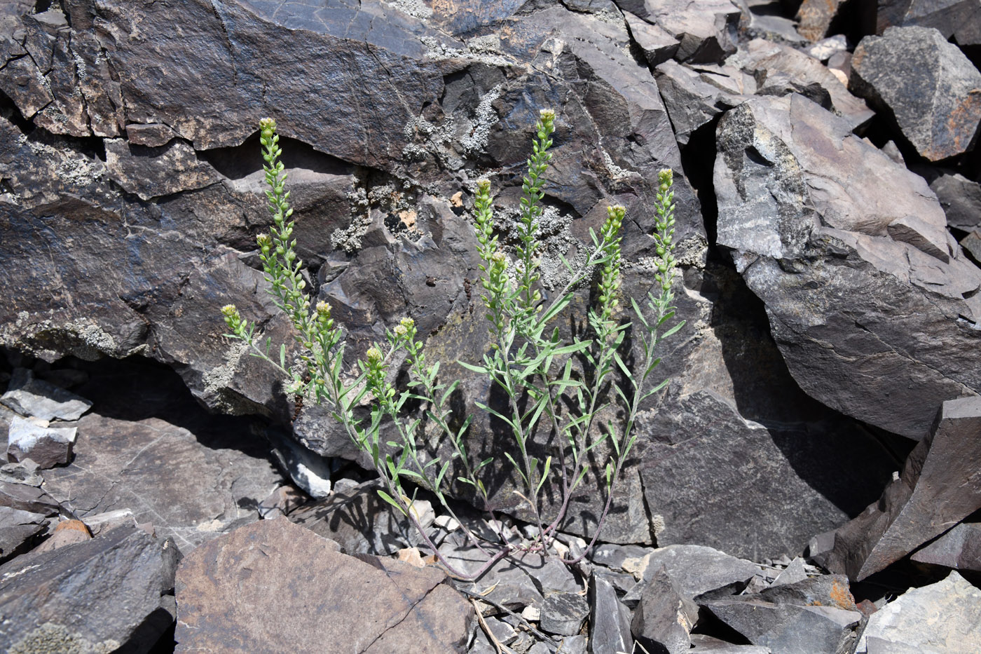 Image of Alyssum turkestanicum var. desertorum specimen.