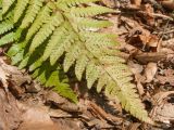 Polystichum braunii. Верхушка вайи с сорусами. Адыгея, Майкопский р-н, окр. пос. Хамышки, ≈ 740 м н.у.м., берег р. Киша, буково-пихтовый лес. 07.03.2016.