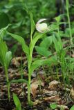 Cypripedium &times; ventricosum