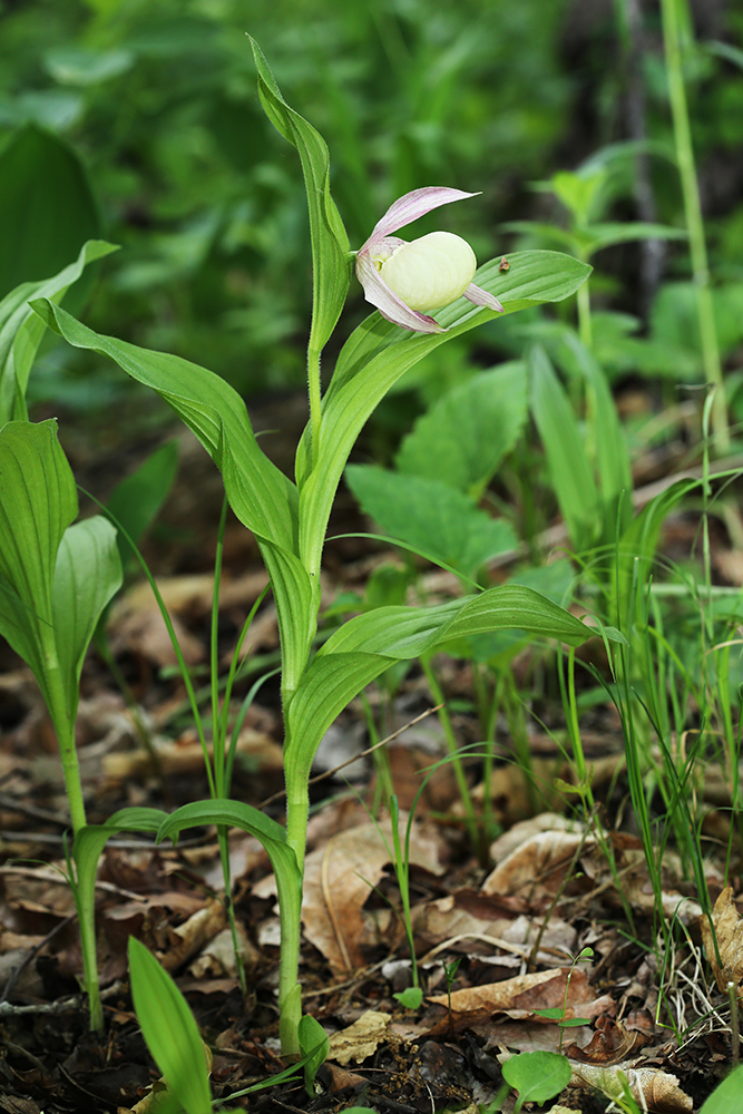 Image of Cypripedium &times; ventricosum specimen.