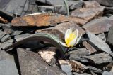 Tulipa regelii