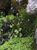 Saxifraga cernua. Цветущее растение на моховой подушке в ложе ручья. В пазухах листьев видны луковички - органы вегетативного размножения. Кольский п-ов, Хибины, вост. склон горы Тахтарвумчорр. 12.08.2010.