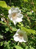 Rosa acicularis