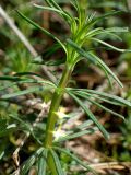 Galium album