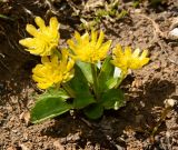 Oxygraphis glacialis