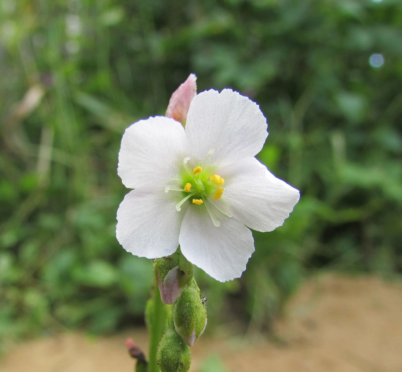 Изображение особи Drosera filiformis.