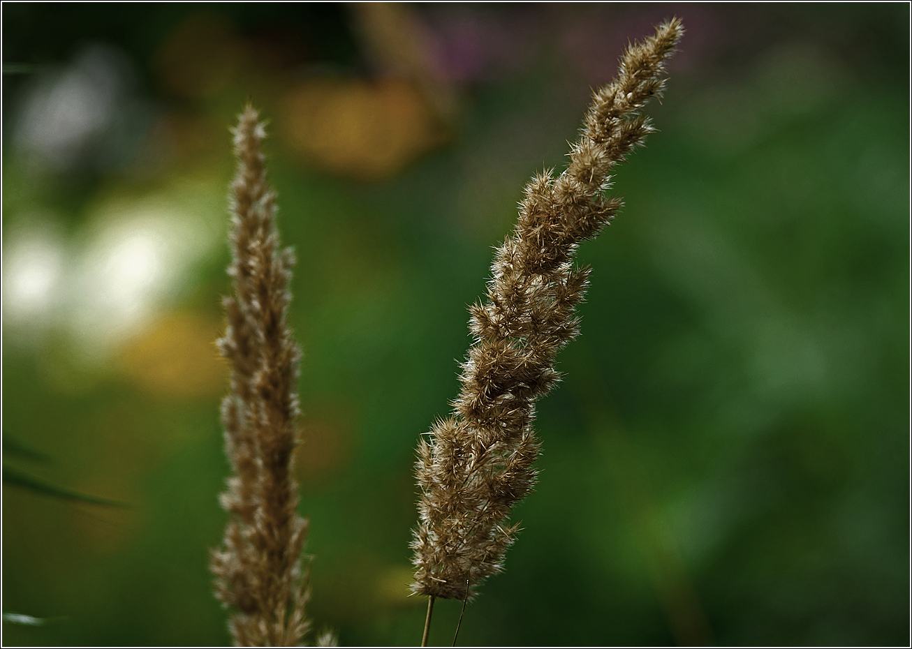 Image of Calamagrostis epigeios specimen.