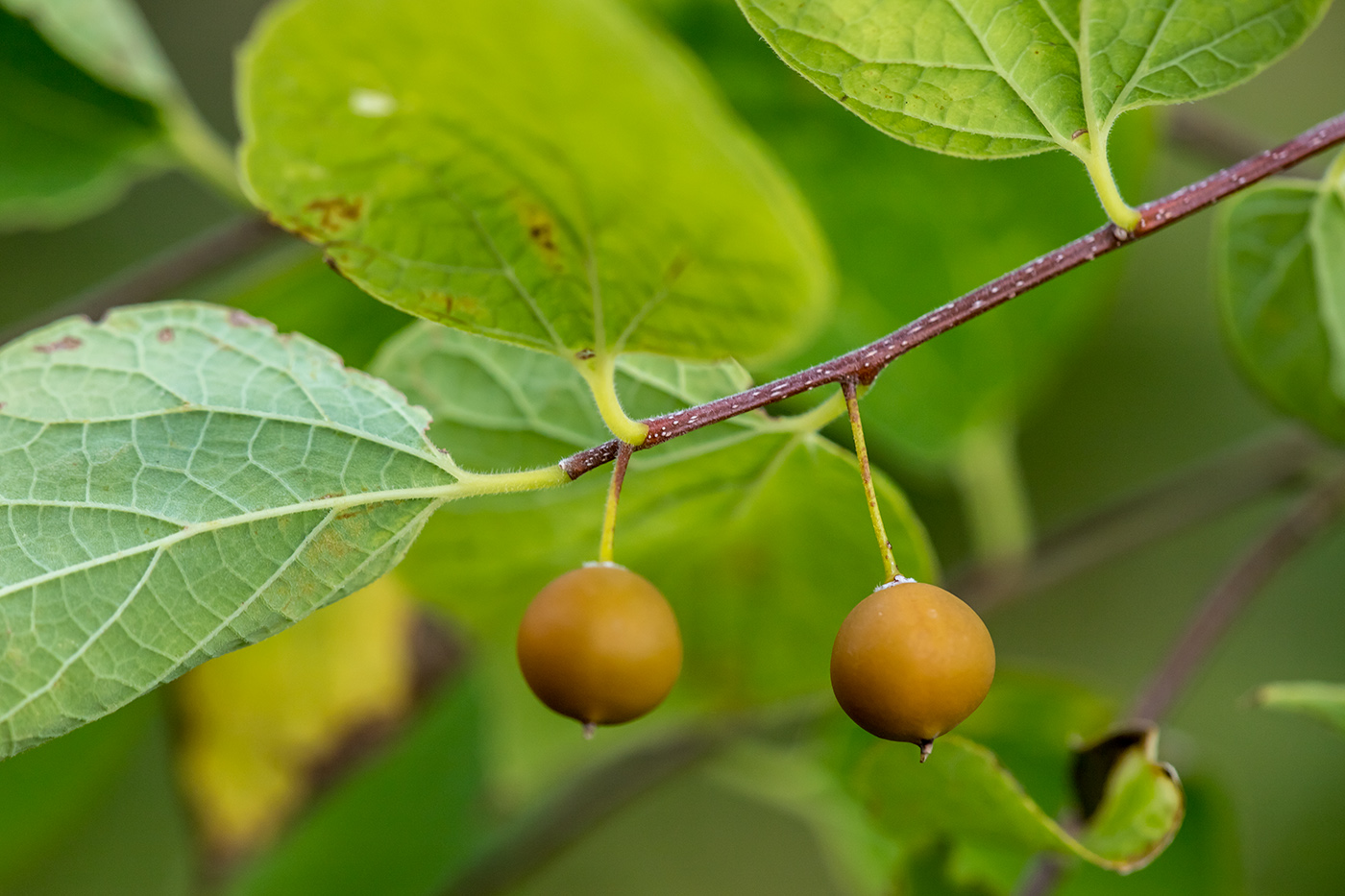 Изображение особи Celtis occidentalis.