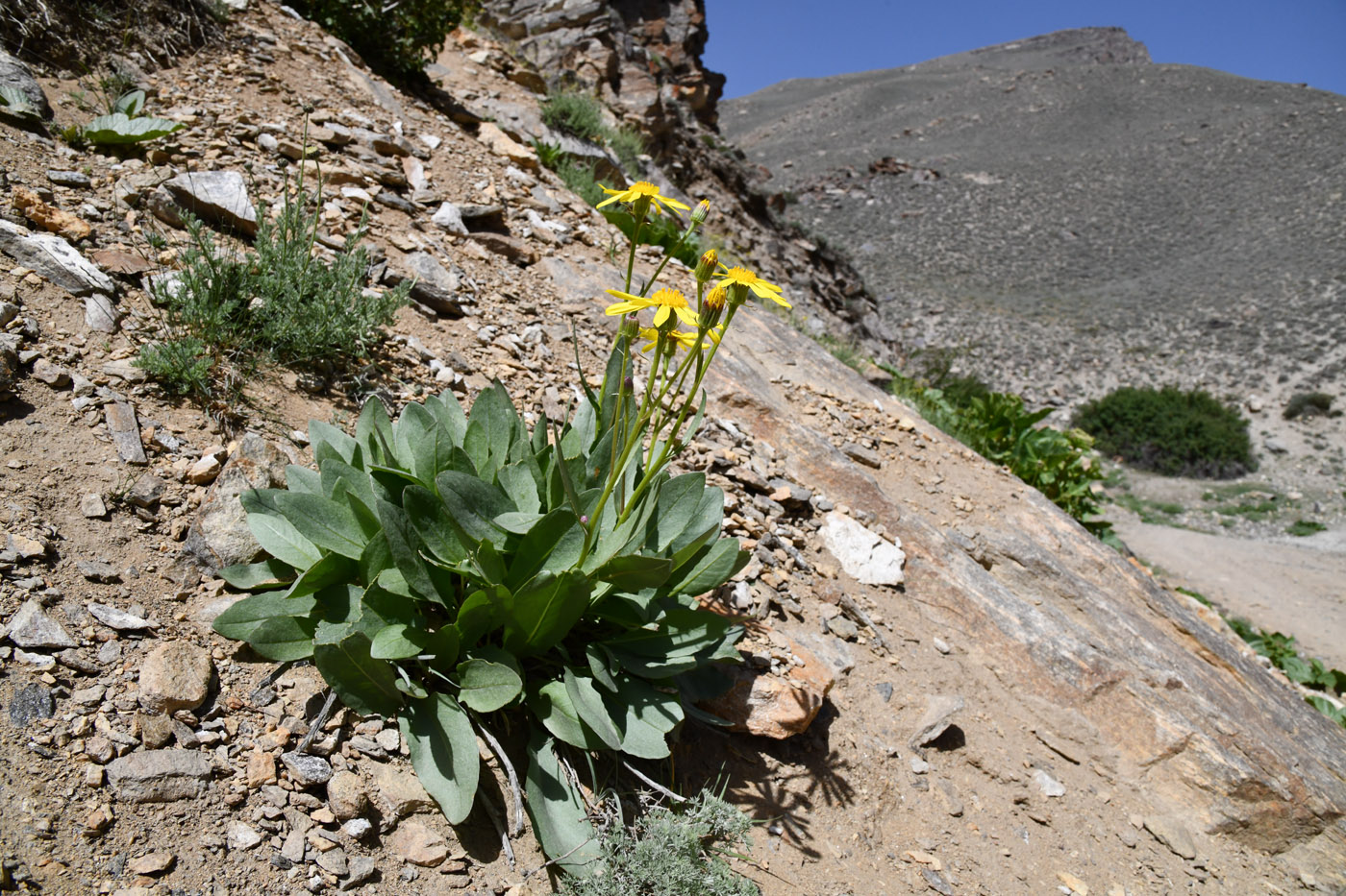 Image of Senecio paulsenii specimen.