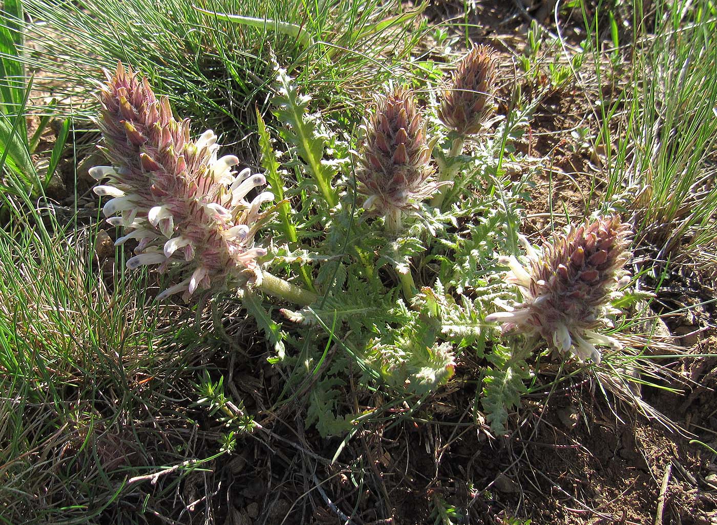 Image of Pedicularis olgae specimen.