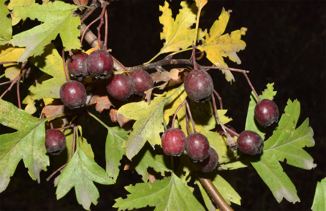 Изображение особи род Crataegus.