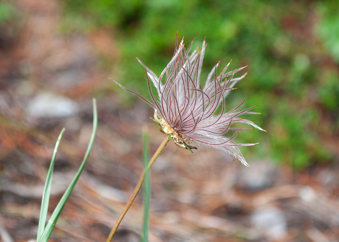 Image of Sieversia pentapetala specimen.