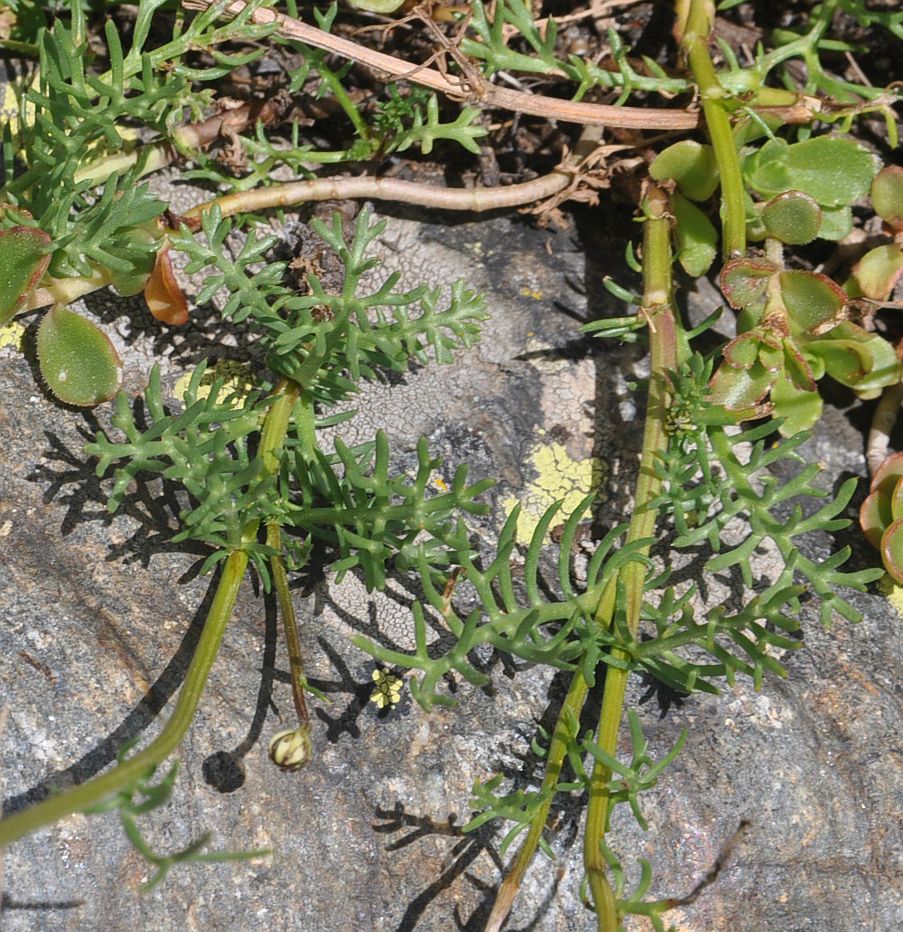 Image of Pyrethrum dolomiticum specimen.
