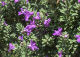 Leucophyllum frutescens