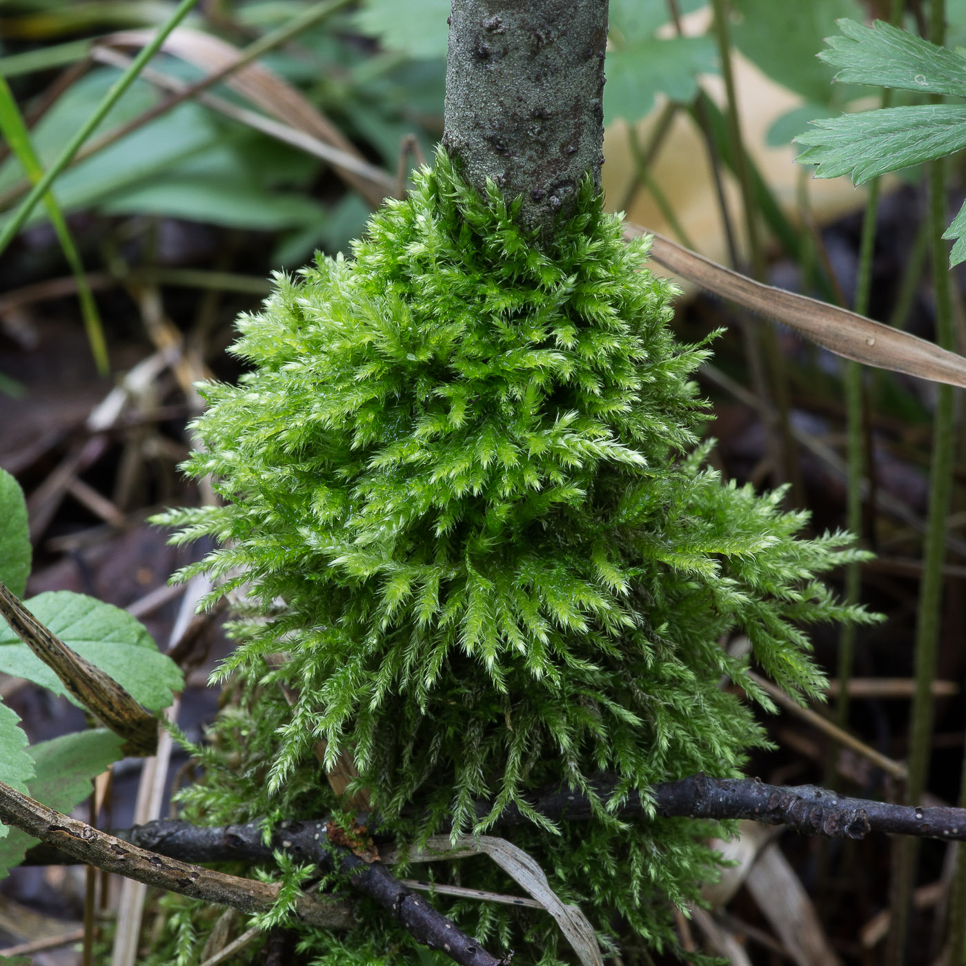 Изображение особи семейство Brachytheciaceae.