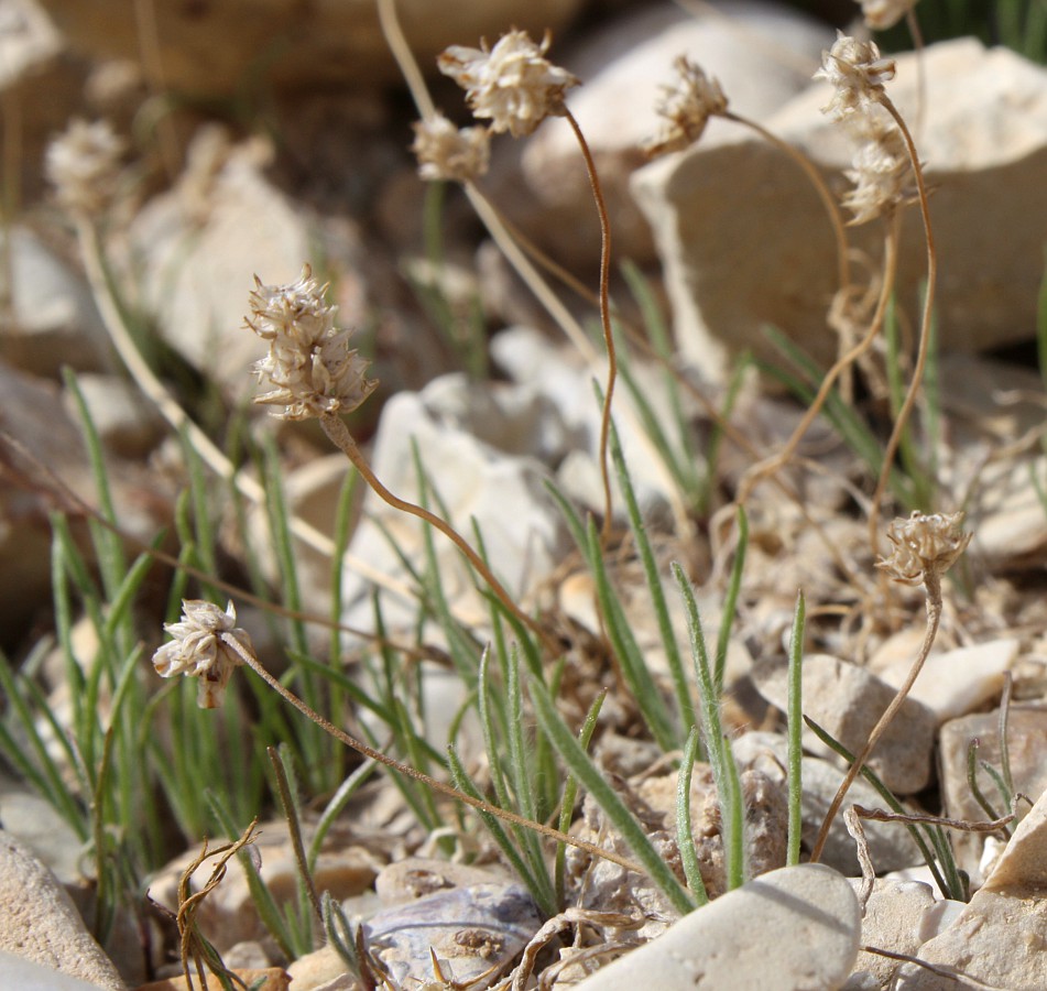 Изображение особи Plantago ovata.