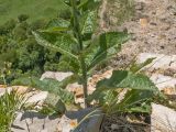 Verbascum lychnitis. Основание цветущего растения. Карачаево-Черкесия, Зеленчукский р-н, гора Джисса, ≈ 1600 м н.у.м., на кромке скального обрыва. 14.06.2024.
