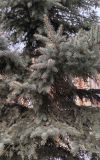 Picea форма glauca