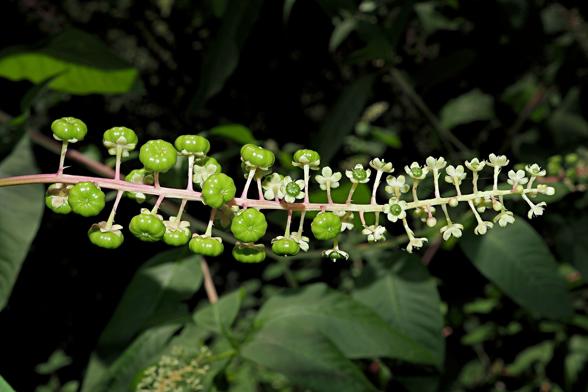 Изображение особи Phytolacca americana.