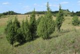 View full-size image Juniperus communis