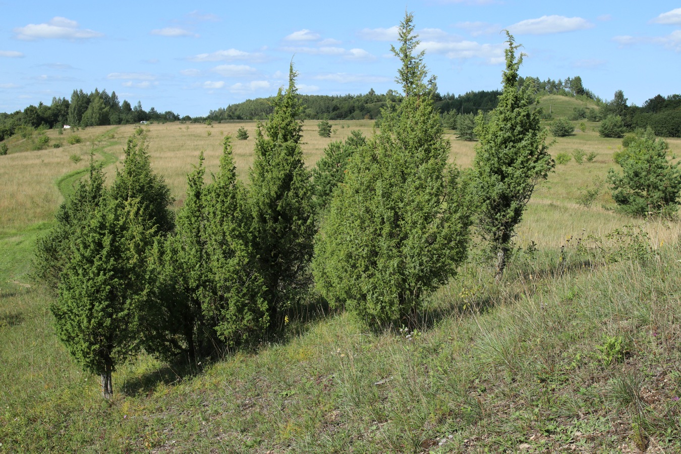 Изображение особи Juniperus communis.
