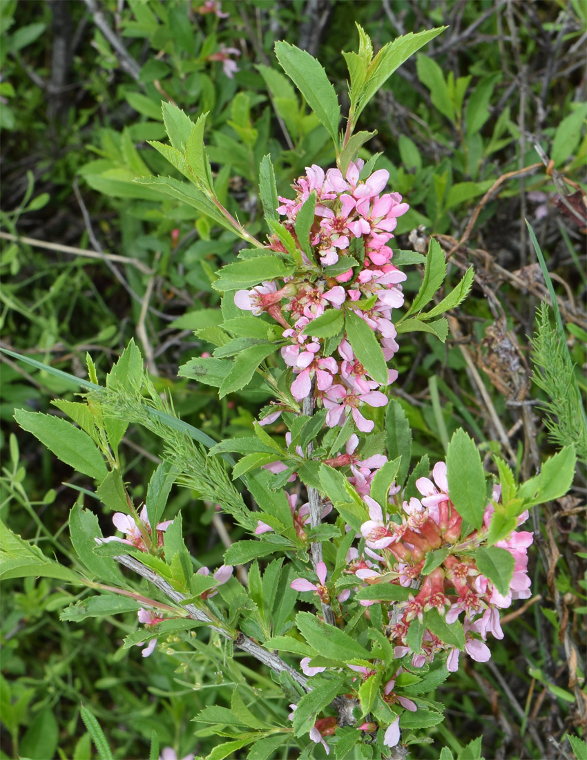 Image of Cerasus tianshanica specimen.