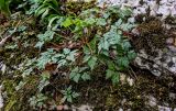 Geranium robertianum. Вегетирующие растения в сообществе с мхами. Краснодарский край, Сочи, Хостинский р-н, Агурское ущ., на скале. 14.03.2025.